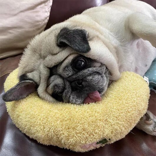 SavvyPet™ Soothing Pillow